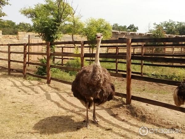 Этно-парк Нью-Васюки (Украина, Одесская область) фото