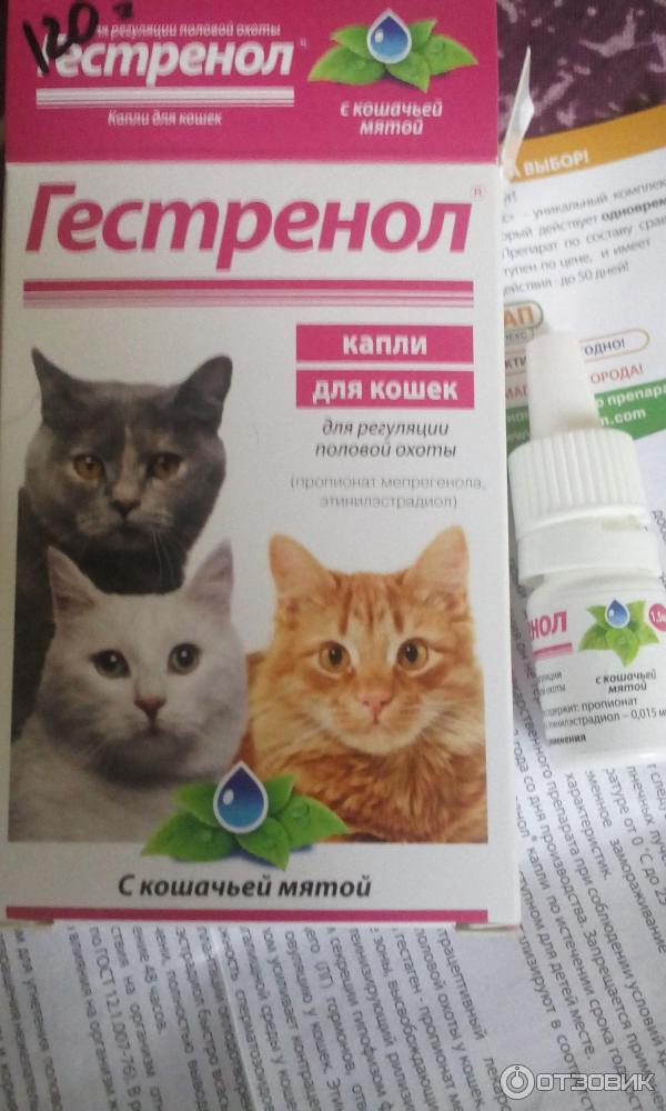 Снотворное для кошек