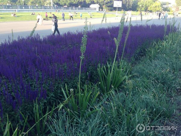 Центральный парк культуры и отдыха имени Горького (Россия, Москва) фото