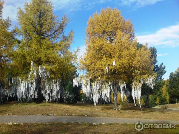 Экскурсия в Улаганский район (Россия, Горный Алтай) фото