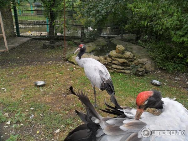 Парк живой природы додо фото Отзыв о Парк живой природы "ДоДо" (Россия, Новороссийск) Очень интересный парк. 