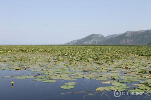 Скадарское озеро (Черногория) фото