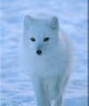 IceFox