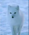 IceFox