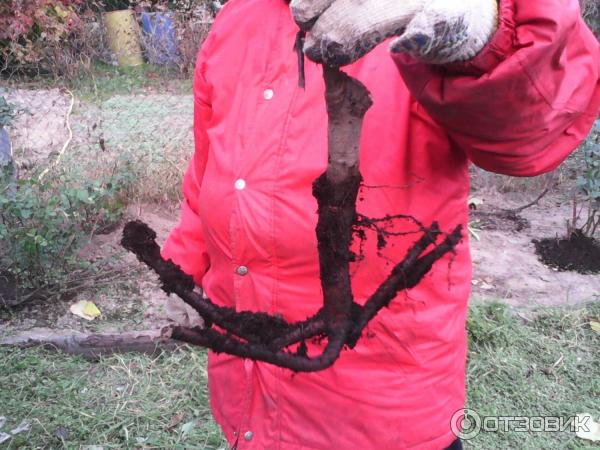 Dobri-sad.ru - Питомник саженцев Добрый сад фото