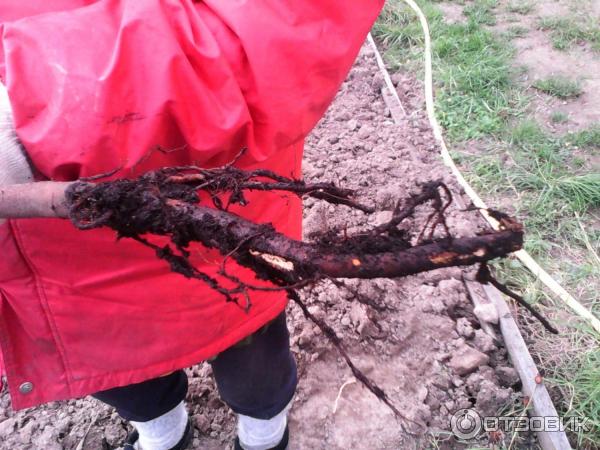 Dobri-sad.ru - Питомник саженцев Добрый сад фото