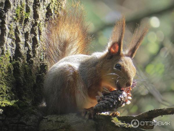 Цифровой фотоаппарат Canon PowerShot SX50 HS