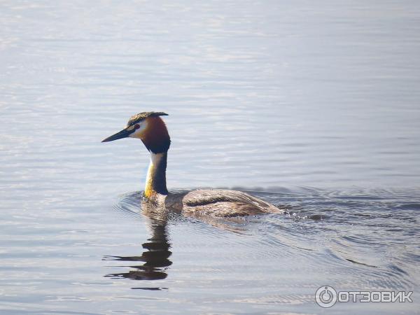 Цифровой фотоаппарат Canon PowerShot SX50 HS