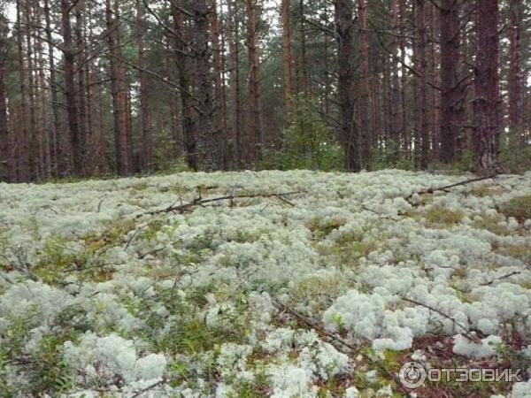 Сезонные работы в Финляндии фото