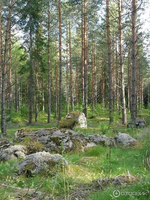 Сезонные работы в Финляндии фото