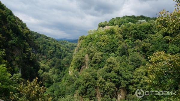 Тисо-самшитовая роща (Россия, Сочи) фото