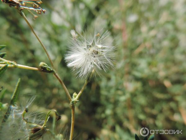 Цифровой фотоаппарат Nikon Coolpix P520