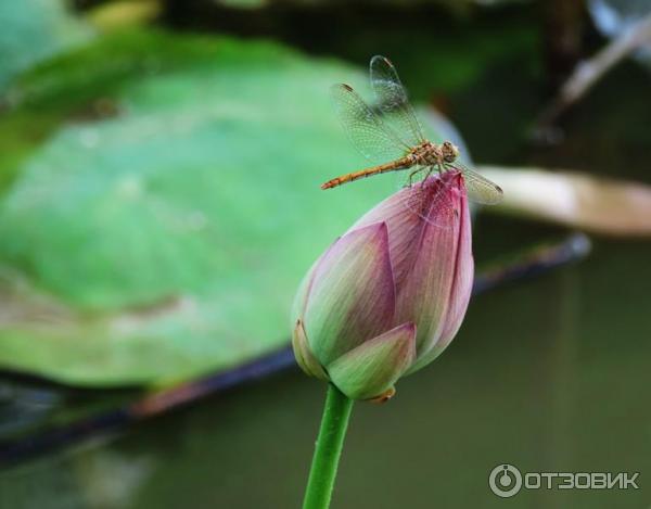 Цифровой фотоаппарат Nikon Coolpix P520