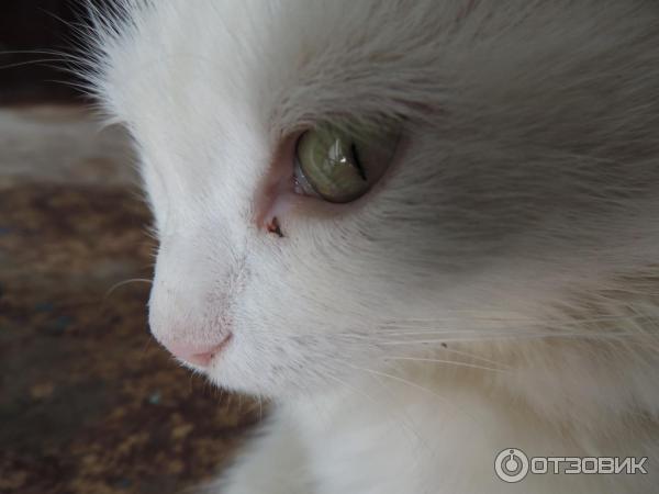 Цифровой фотоаппарат Nikon Coolpix P520