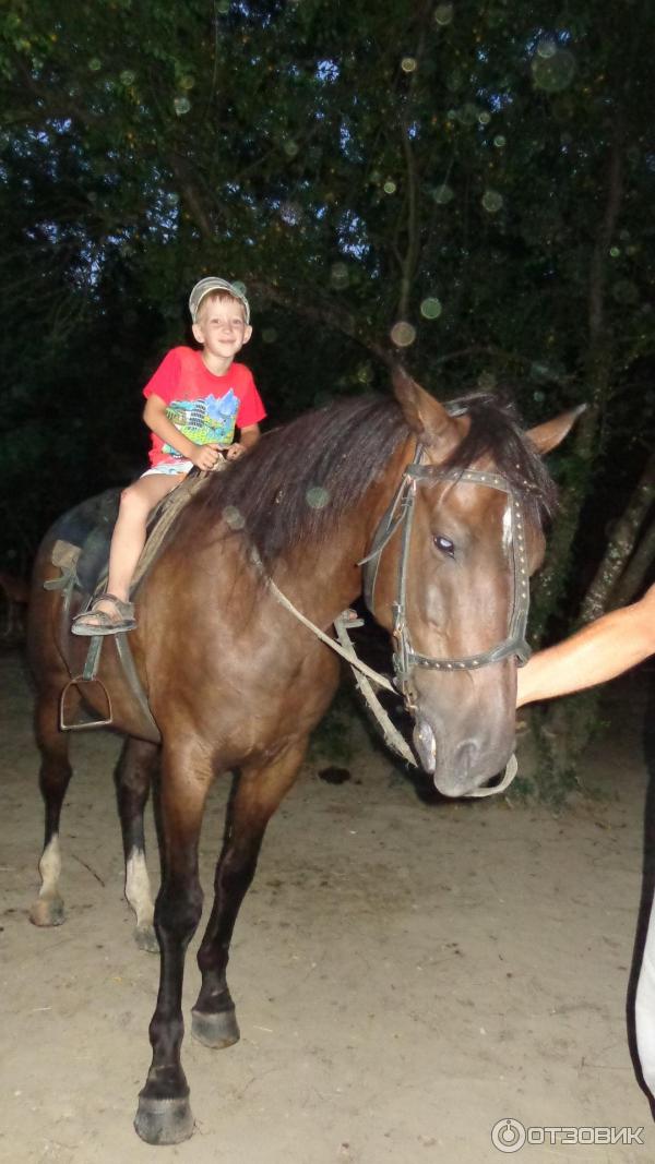 Конные прогулки архипо осиповка. Конные прогулки архипо осиповка. Конные прогулки архипо осиповка. Вулан пшада конные прогулки. Конные прогулки архипо осиповка.