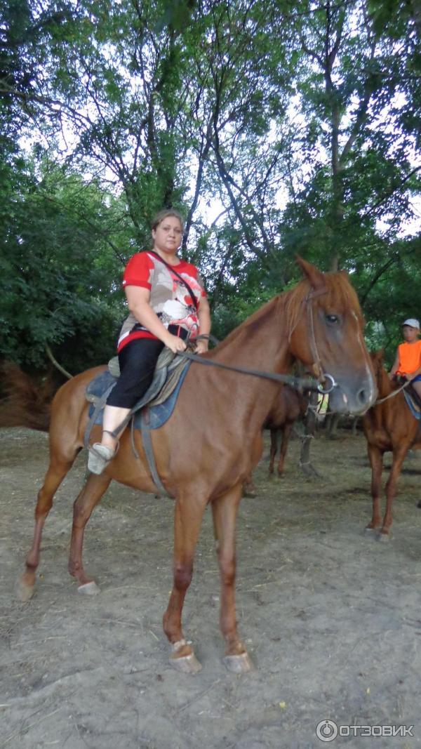 Конные прогулки прасковеевка. Конные прогулки в алуште. Конные прогулки амазонки архипо осиповка. Конные прогулки амазонки архипо осиповка. Конные прогулки амазонки архипо осиповка.