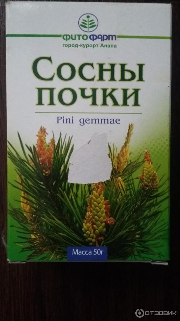 Купить Почку Сосны Оптом