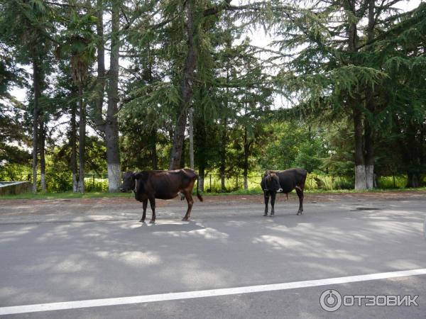 Отдых в г. Очамчира (Абхазия, Очамчира) фото