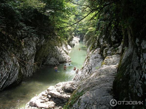 Тисо-самшитовая роща (Россия, Сочи) фото