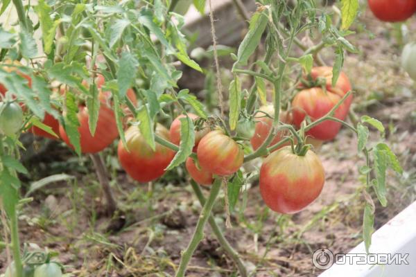 Семена Помидор Батяня Купить