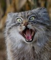 Moon-manul