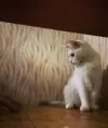 Tinka-pautinka