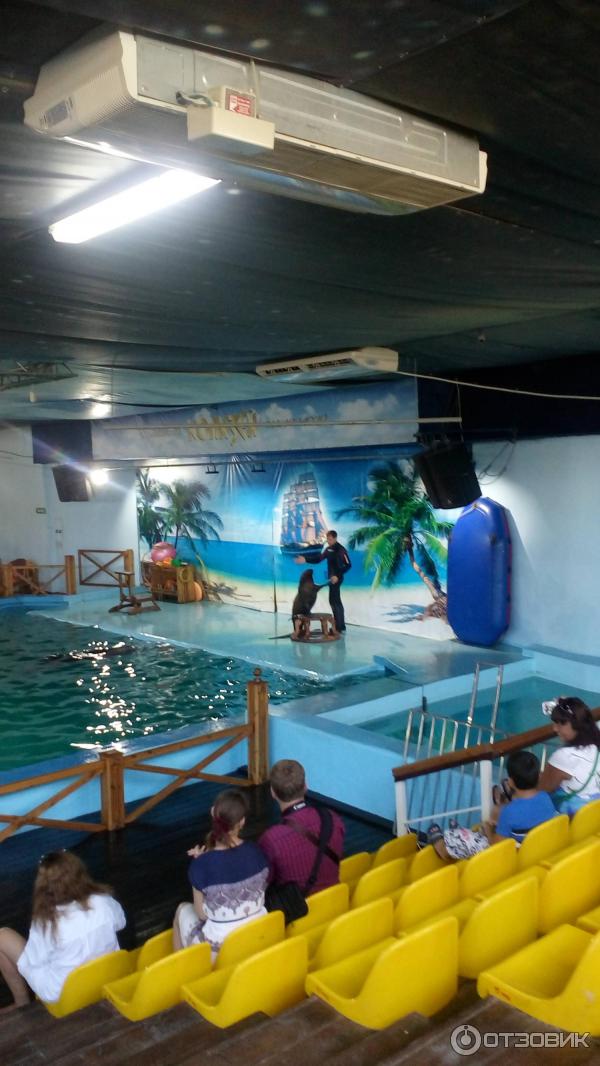 Дельфинарий колизей лазаревское. Дельфинарий колизей. Дельфинарий хабаровск. Дельфинотерапия лазаревское морская звезда. Дельфинарий лазаревский в лазаревском.