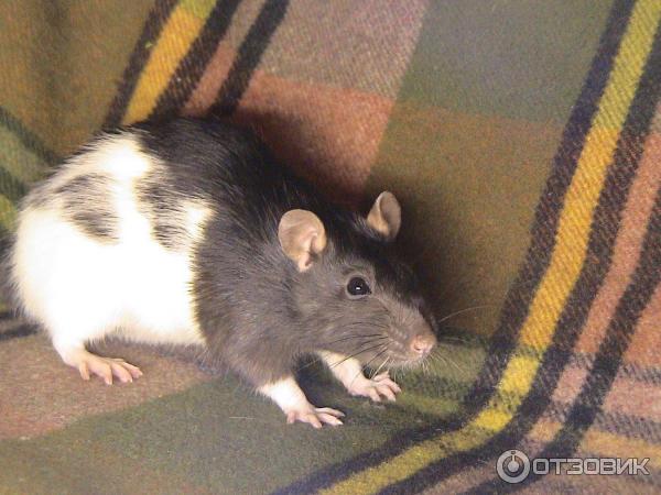 Кожаные питомцы: Лысые декоративные крысы