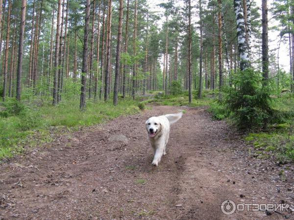 Кемпинг Vaflimaa Camping (Финлянлия, Валимаа) фото