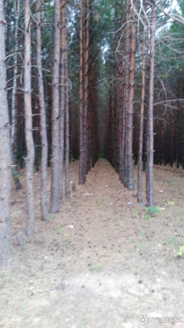 Отдых на Голубых Озерах в пос. Олешня (Украина, Черниговская область) фото