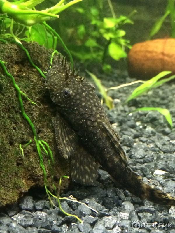 Кондиционер для аквариумной воды ЗООМИР Малахитовый Зеленый фото