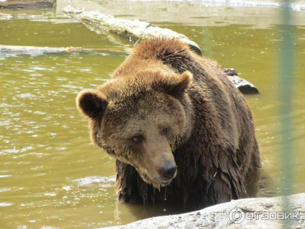 Экскурсия в реабилитационный центр бурых медведей (Украина, Закарпатская область) фото