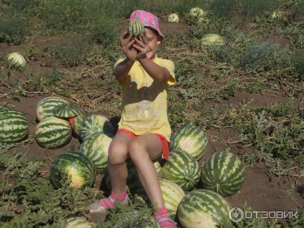 Соль илецк признан арбузной. Соль Илецк арбузные поля. Арбузы соль-Илецк с поля. Оренбург арбузные поля. Пчелиная дорожка на арбузе.