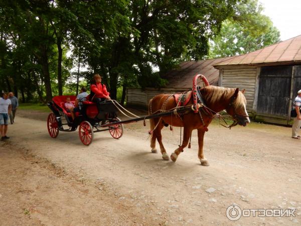 Ясная Поляна (Россия, Тульская область) фото