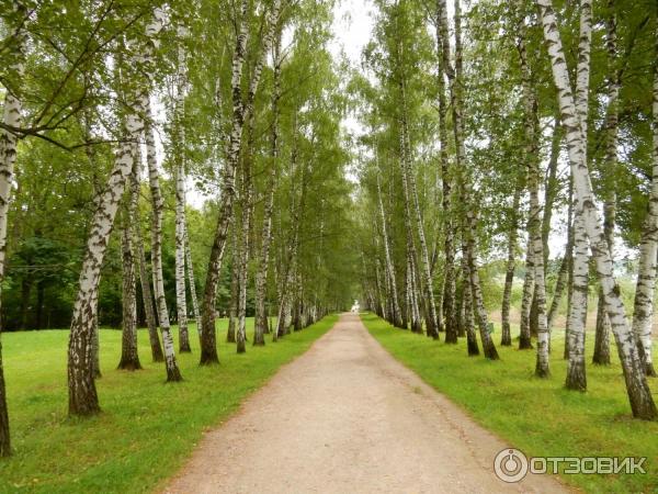 Ясная Поляна (Россия, Тульская область) фото