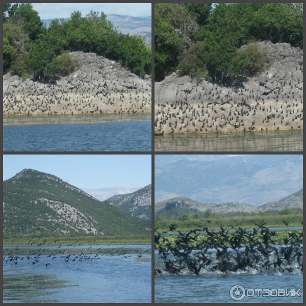 Скадарское озеро (Черногория) фото