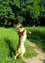 Корм для щенков GO! NATURAL HOLISTIC фото