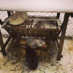 Санаторий "Сибиряк" (Россия, Бердск) фото