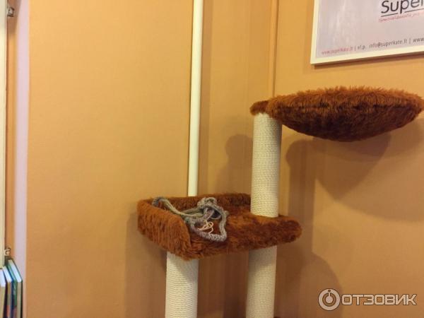 Котокафе Cat Cafe (Литва, Вильнюс) фото