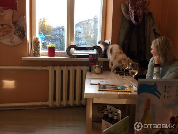 Котокафе Cat Cafe (Литва, Вильнюс) фото