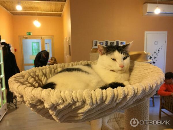 Котокафе Cat Cafe (Литва, Вильнюс) фото