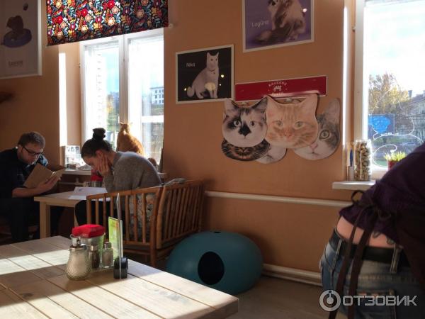 Котокафе Cat Cafe (Литва, Вильнюс) фото