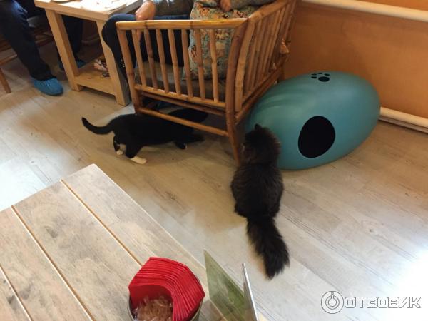 Котокафе Cat Cafe (Литва, Вильнюс) фото