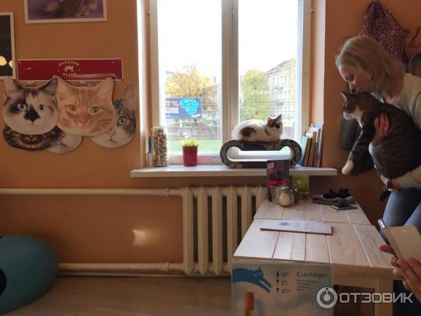 Котокафе Cat Cafe (Литва, Вильнюс) фото