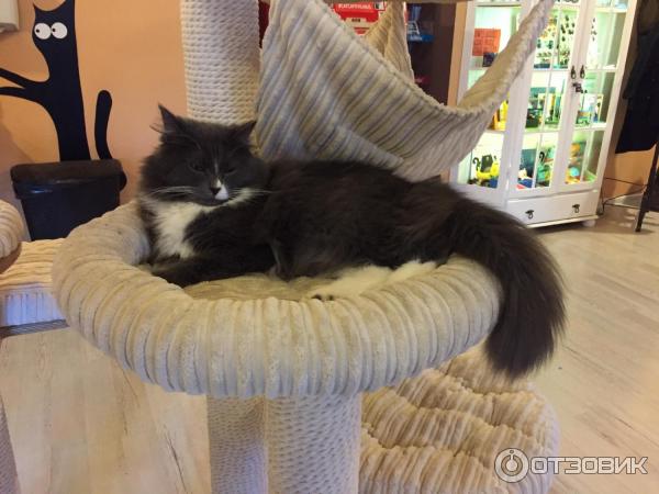 Котокафе Cat Cafe (Литва, Вильнюс) фото