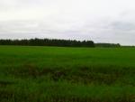 Отдых на Голубых Озерах в пос. Олешня (Черниговская область) фото