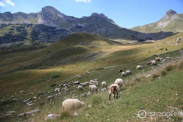 Национальный парк Дурмитор (Черногория) фото