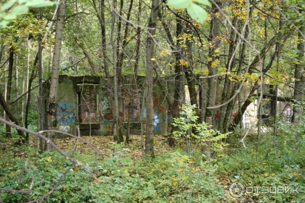 Национальный парк Лосиный Остров (Россия, Москва) фото