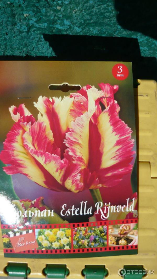 Луковицы тюльпана Estella Rijnoveld фото