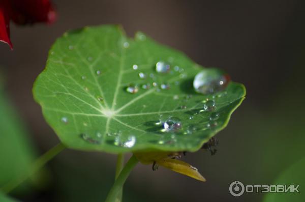 Макрокольца Marumi for Nikon фото